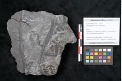 Foto (Objekt + Etikett) von Odontopteris minor Brongniart (NHMW-GEO-2024-0188-10725)